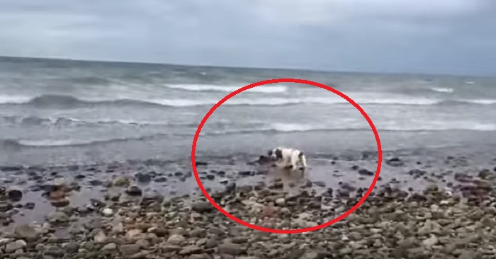 Han hörde hunden skälla i panik, och insåg att han var tvungen att agera snabbt. Men han trodde aldrig det skulle vara detta!