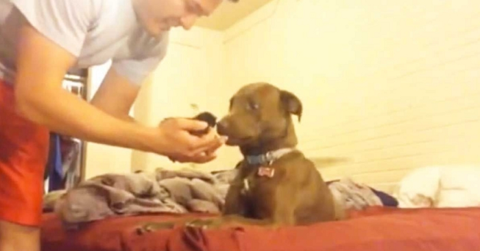 Hunden träffade en kattunge för första gången i sitt liv. Men ingen förväntade sig denna reaktionen!