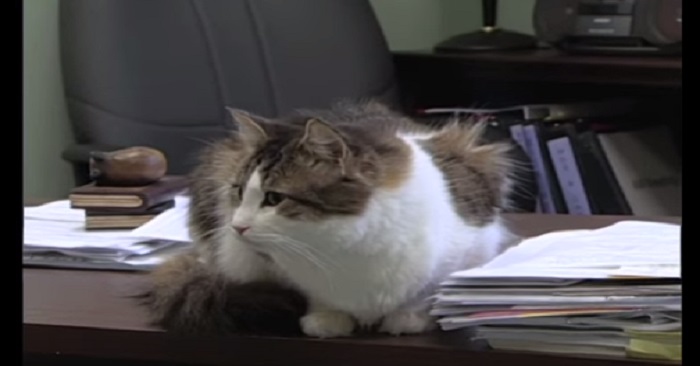 Denna katt bor på ett vårdhem. Och han överraskar alla med sin ovanliga förmåga!