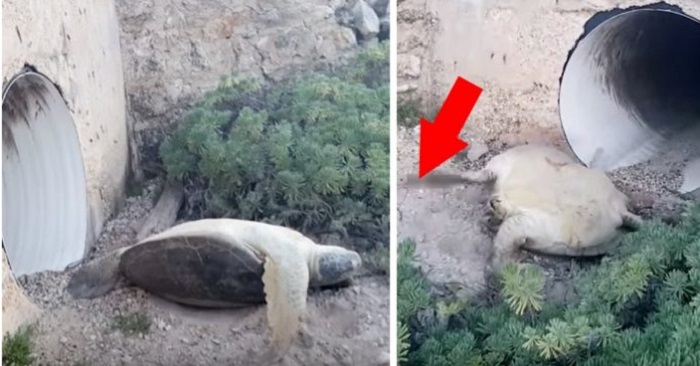 Han ser en blodig sköldpadda liggande livlös på stranden. Då inser han att han måste göra något!