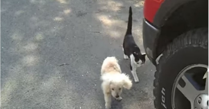 Den blinda hunden håller på att gå rakt in i bilen. Men se vad katten gör då!