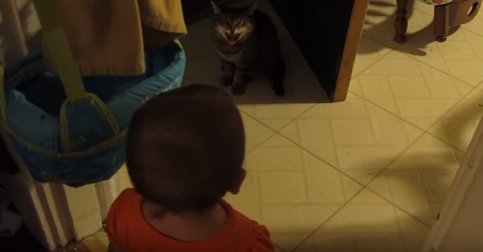 Den lilla flickan närmar sig katten! Vad som händer då? OTROLIGT!