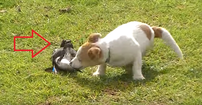 Hunden smyger upp bakom fågeln och ska precis attackera! Då händer något OTROLIGT!