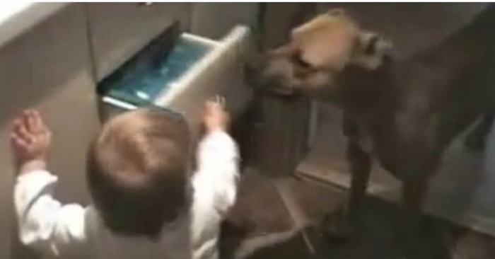 Den lilla bebisen försöker öppna lådan. Det hunden gör får hela nätet att skratta!