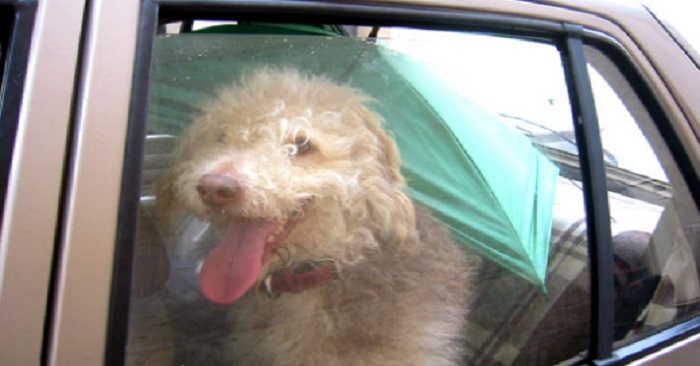 Lämna ALDRIG din hund i en bil på sommaren! Konsekvenserna kan bli hemska!