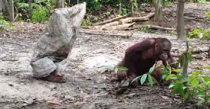 Orangutangen hittar en säck! Vad han gör med den får hela internet att skratta!