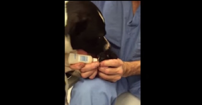 Veterinären matar kattungarna när den stora hunden kommer in. Vad som händer då överraskar alla!