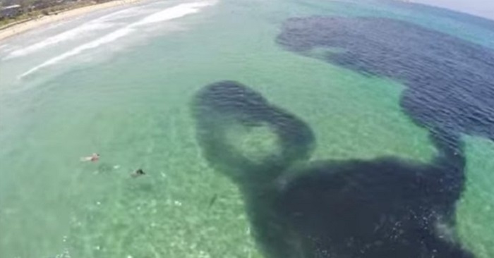 Först trodde jag att någon hade dumpat olja i havet. Men sekunder senare inser jag den fantastiska sanningen!