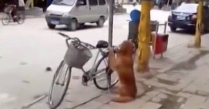 Hunden passar ägarens cykel på gatan. Men vad som händer när han återvänder får alla att skratta!