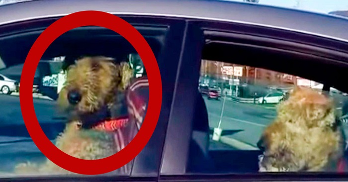 Ägaren gick in i affären. Men kolla vad hunden gör då för att få uppmärksamhet!