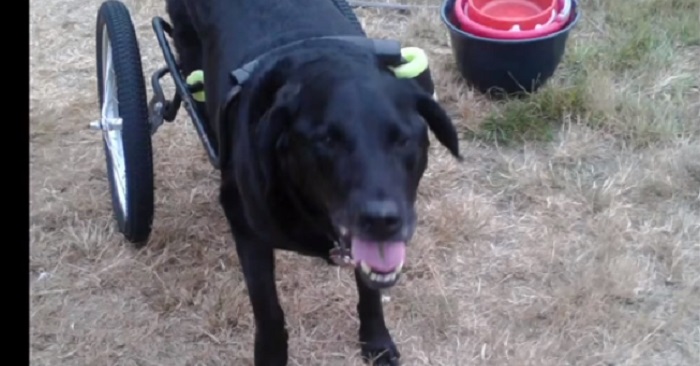 Den handikappade hunden hade precis fått en rullstol! Då kommer tjuvarna och STJÄL den!