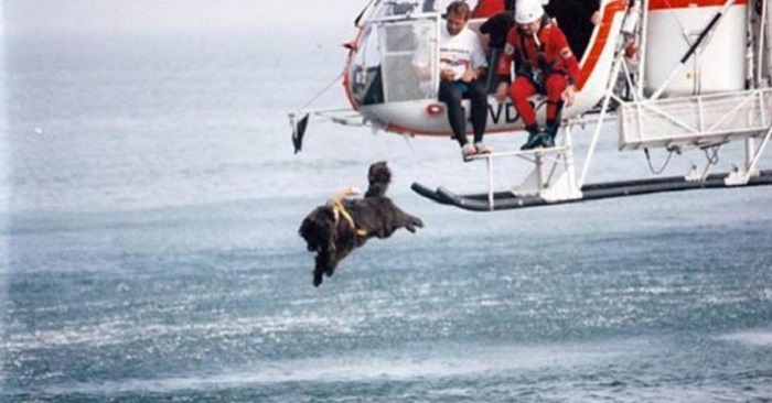 Hunden hoppar från helikoptern ner i iskallt vatten. Anledningen imponerar alla!