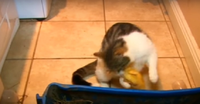 De trodde katten attackerade den lilla andungen! Men se vad som hände!