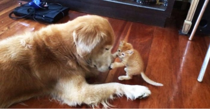 Hunden hälsar på familjens nya kattunge för första gången. Och det är en oförglömlig syn!