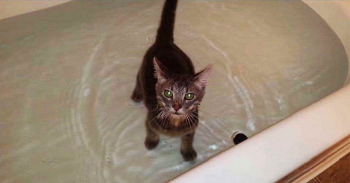 Ägaren sätter kattungen i badkaret. Se kattens reaktion som har charmat miljontals människor!