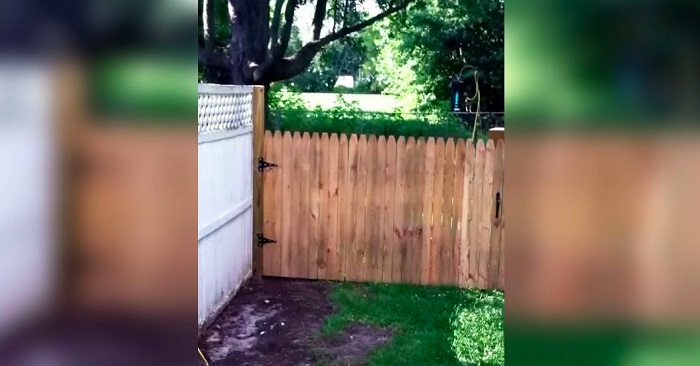 Mannen filmer stolt det nya staketet han har satt upp i hundgården – När hunden dyker upp händer det hysteriskt roliga!