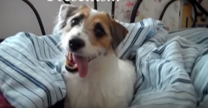 Hunden hjälper till runt om i huset med sina fantastiska trick. Videon har redan chockat 18 miljoner människor!
