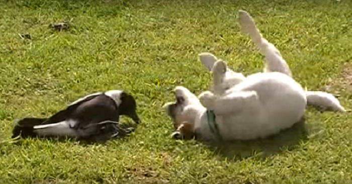 Den här fågeln tror att han är en hund – till sin bästa väns stora nöje!