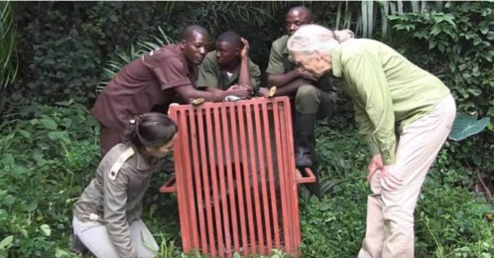 Chimpansen släpps ut i djungeln efter år av fångenskap. Men se vem hon går till när buren öppnas!
