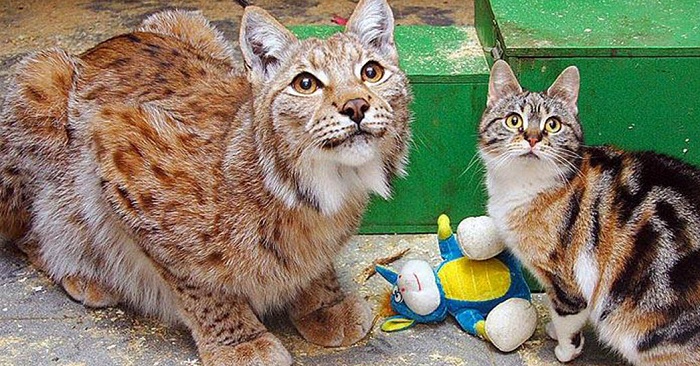 Katten faller ner i lokattens inhägnad – då filmar en turist det osannolika!