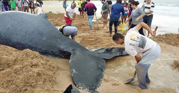 Hundratals människor samlades för att rädda den strandade valen – de får ett tack de sent ska glömma!