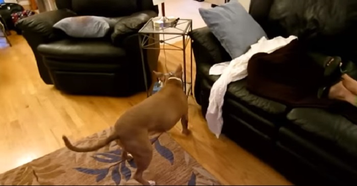 Kvinnan nyser plötsligt. Det hunden gör då är FANTASTISKT!