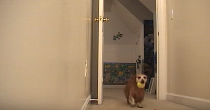 Hunden lägger en boll på maskinen. Anledningen? Lysande!