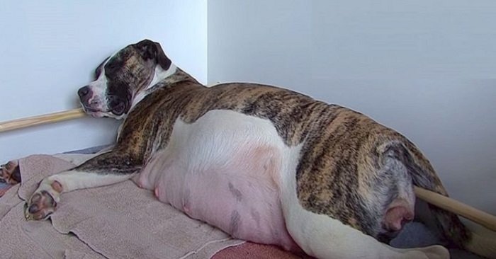 Den gravida hunden har en underbar hemlighet. Ingen förväntade sig detta under födseln!