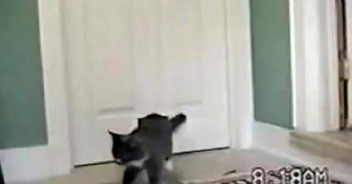 Katten kom hem med en mycket speciell vän – när jag ser vem det är, smälter mitt hjärta!