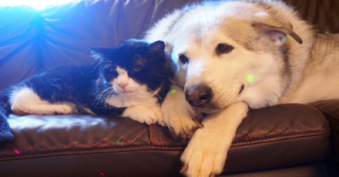 Hunden var deprimerad efter att ha förlorat sin bästa vän – då gör familjen något hjärtvärmande!