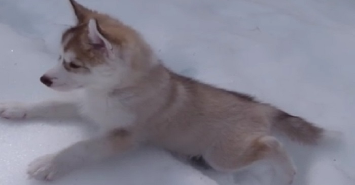 Reaktionen den här valpen har när han ser snö för första gången är OTROLIG!