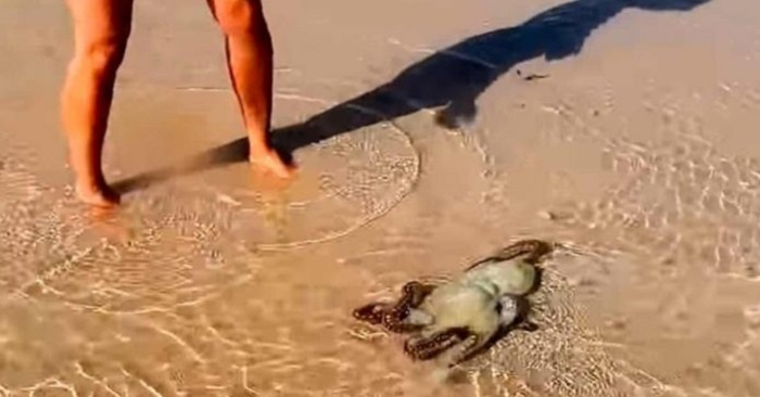 Familjen räddade en strandad bläckfisk. Nästa dag återvänder han och ger dem ett minne för livet!