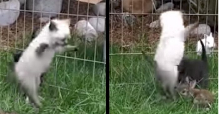 Dessa 3 kattungar har fått några ovanliga vänner. Titta på den otroligt söta videon här!