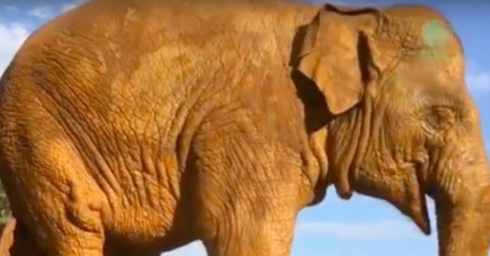 Det ser ut som en vanlig dag. Men när kameran zoomar ut gör en elefant något oväntat!