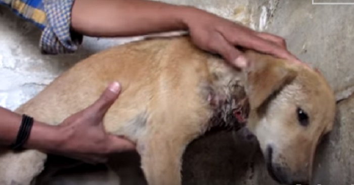 Hunden hade blivit misshandlad hela sitt liv – Till räddningen kom!