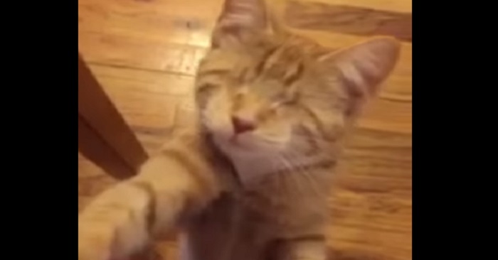 Katten föddes utan ögon. Men se hans fantastiska historia!