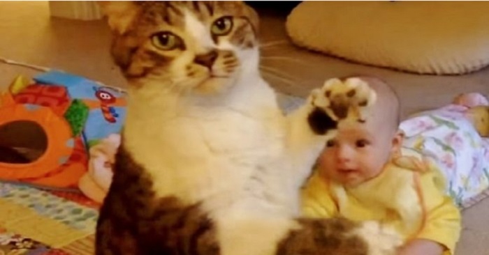 Katten kommer för att hälsa på familjens nya medlem. Och reaktionen smälter hjärtan!