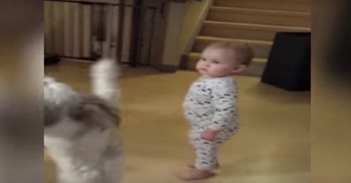 Barnets reaktion när hunden börjar dansa är UNDERBAR!