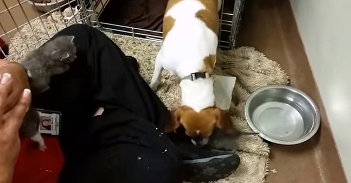 Ingen lyckades mata de föräldralösa kattungarna. Men då rycker hunden in och gör det otroliga!