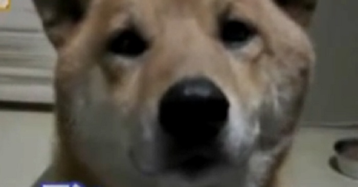 Hunden börjar skälla. Men vad som händer när kvinnan säger till den att sluta är OTROLIGT!