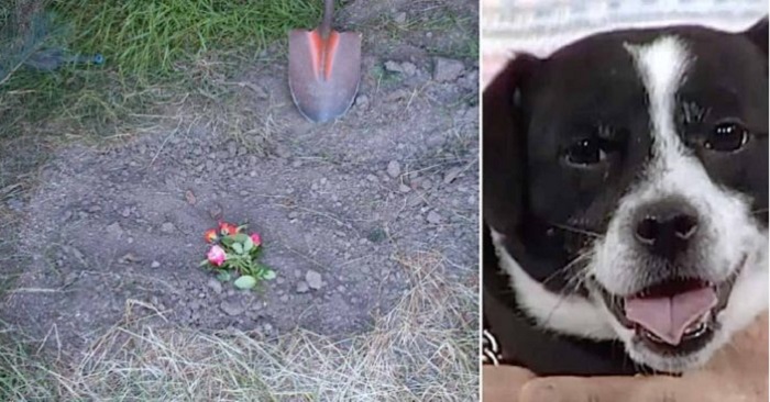 Familjen begravde sin döda hund. 14 timmar senare står han utanför deras dörr!