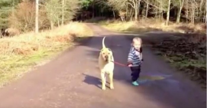 Den lilla pojken tappar taget om hundens koppel! Vad den stora hunden gör då är jättesött!