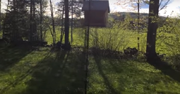 De filmar fågelbordet, men det är ingen fågel som sitter och äter!