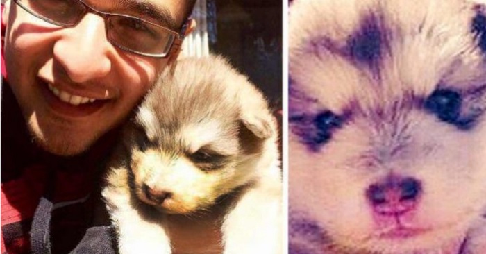 Familjen adopterade en söt liten valp. Men de hade aldrig förväntat sig att han skulle växa upp till det här!
