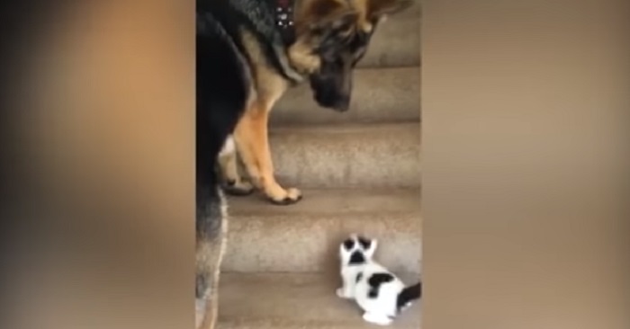 Den stora hunden närmar sig den lilla kattungen! Det som händer då? OTROLIGT!