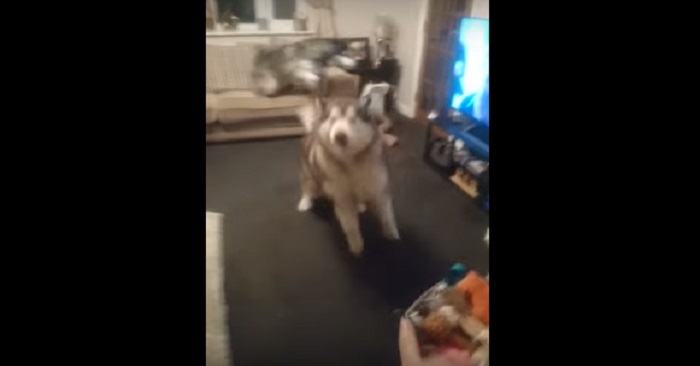 Hunden går runt och letar efter något i huset. Vad han hittar får ALLA att skratta!