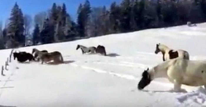 10 hästar leker i snön för första gången i sina liv. Bilderna värmer verkligen mitt hjärta!