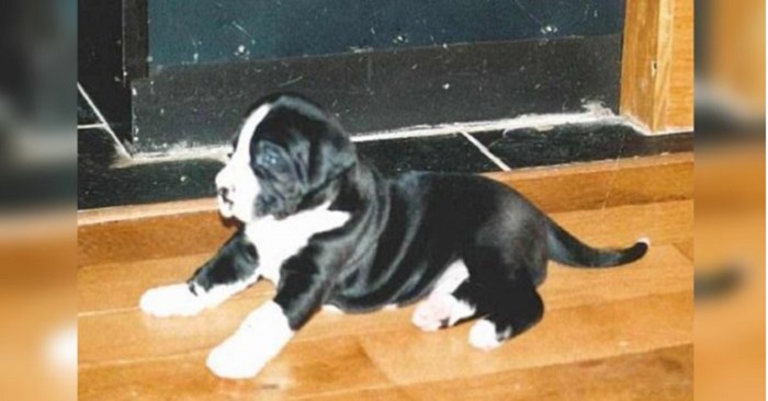 Paret trodde att de hade köpt en liten terrier. Då inser de att de har gjort ett STORT misstag!