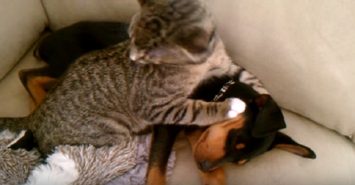 Hunden hade precis kommit hem efter sin vistelse hos veterinären. Det katten gör då? OTROLIGT!