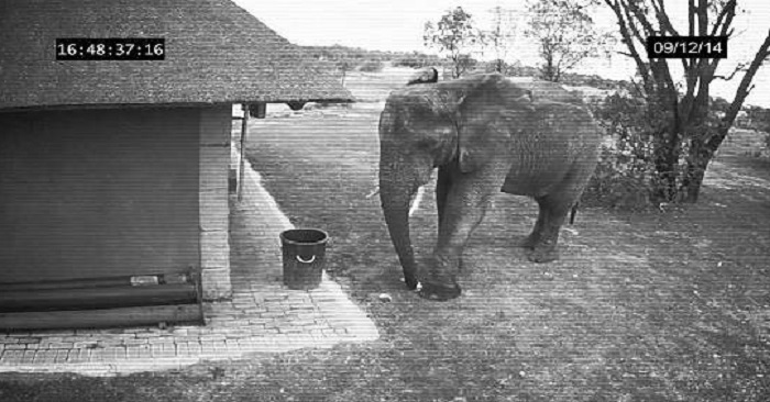 En övervakningskamera filmade en elefant som gör något så underbart att du blir mållös!